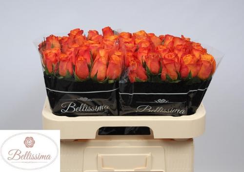 Rosa grootbloemig Confidens