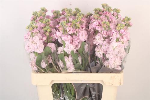 Matthiola incana 'Iron Cherry Blossom'