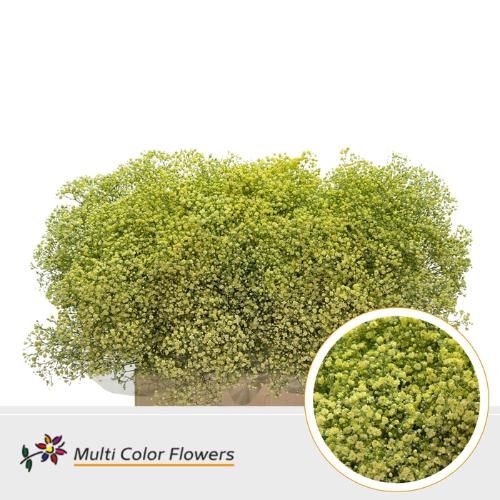 Gypsophila overig kleurbehandeld H%