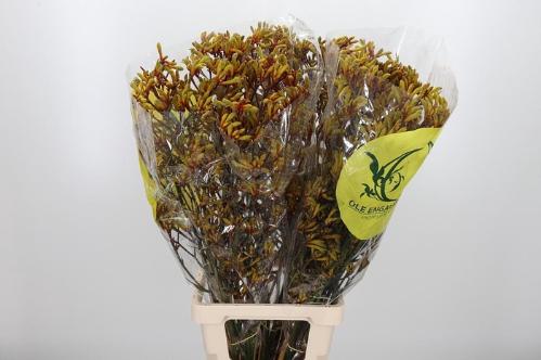 Anigozanthos 'Orange Velvet'