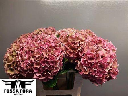 Hydrangea macrophylla 'Rodeo' (classic)
