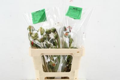 Papaver nudicaule Poppy Bussana gemengd