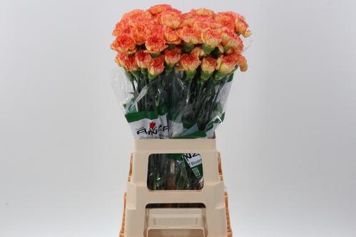 Dianthus standaard Boiro