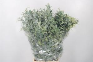 Acacia baileyana bloeiend per bos 'Purpurea'