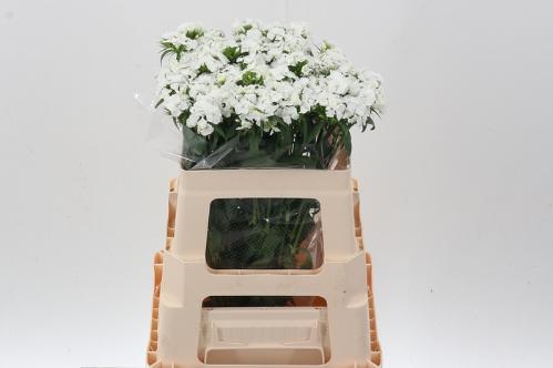 Dianthus barbatus 'Sweet Will White'