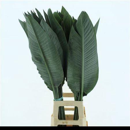 Strelitzia reginae (blad)