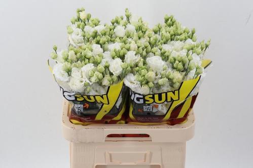 Eustoma russellianum gevuldbloemig 'Alissa Pure White'