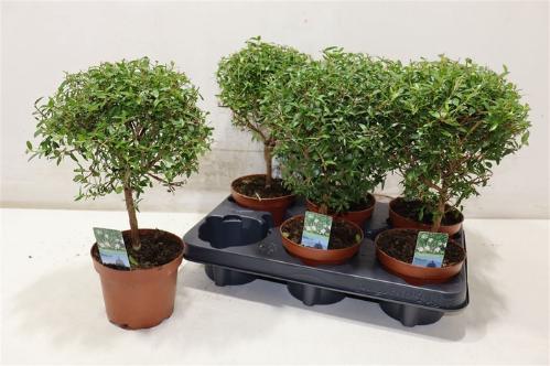 Myrtus communis