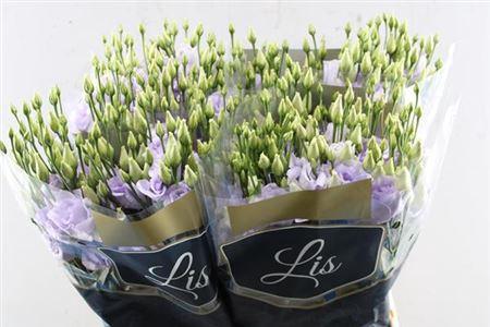 Eustoma russellianum 'Arena Lavender'