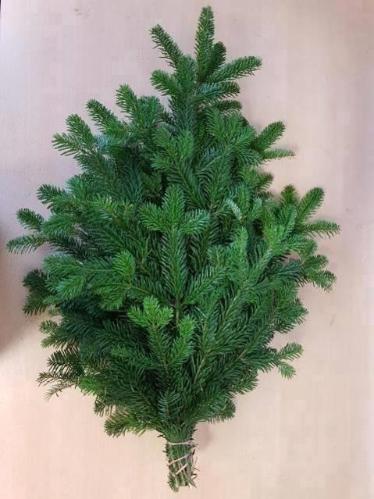 Abies nordmanniana per bos