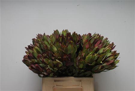 Leucadendron 'Senorita'