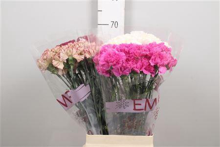 Dianthus standaard gemengd in fust