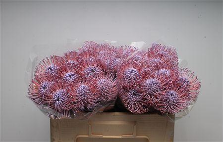 Leucospermum 'Naomi' kleurbehandeld H%