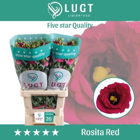 Eustoma russellianum gevuldbloemig 'Rosita Red'