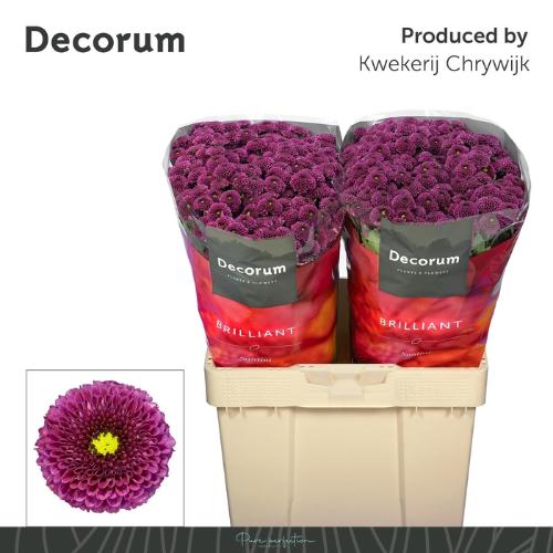 Chrysanthemum (Indicum Grp) tros santini AAA Purpetta