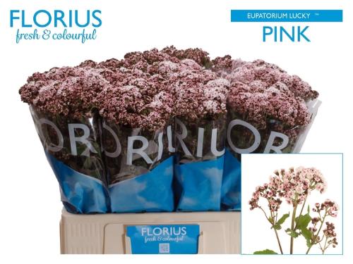 Eupatorium rugosum Lucky Pink