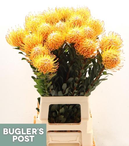 Leucospermum Ayoba Sun