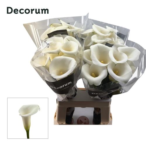 Zantedeschia Ivory Art
