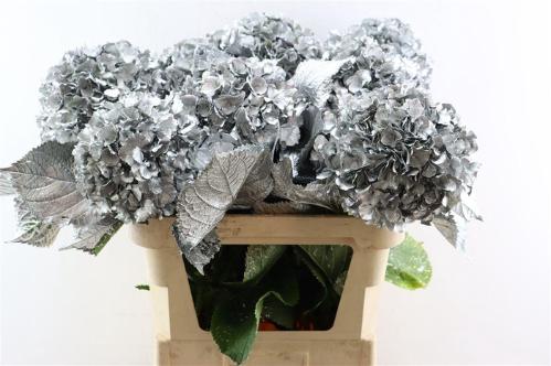 Hydrangea overig kleurbehandeld H%