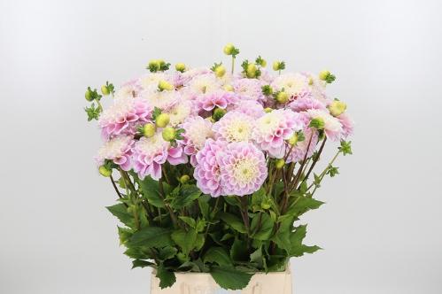 Dahlia Ball Grp 'Sweet Love'