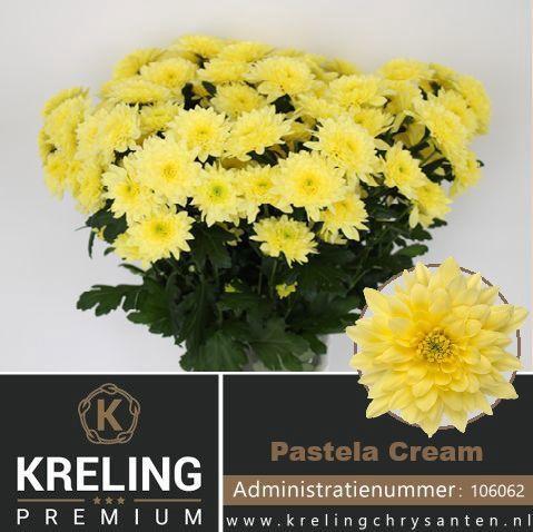 Chrysanthemum (Indicum Grp) tros Pastela Cream