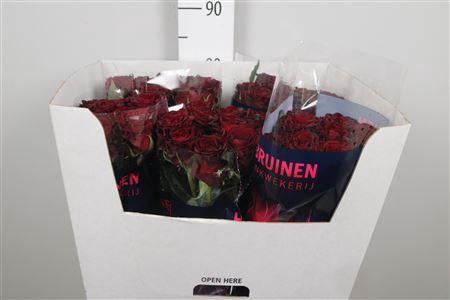 Rosa grootbloemig Dark Knight