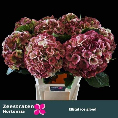 Hydrangea macrophylla 'Elbtal' (classic)