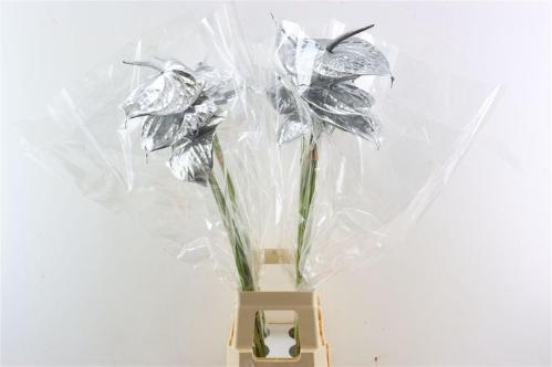 Anthurium Andreanum Grp kleurbehandeld H%