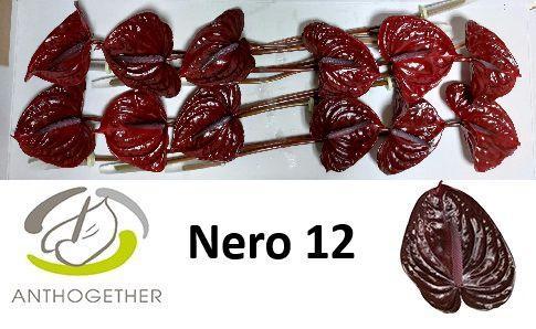 Anthurium Andreanum Grp Nero