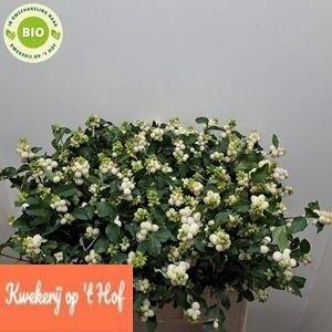 Symphoricarpos Magical Milky Way