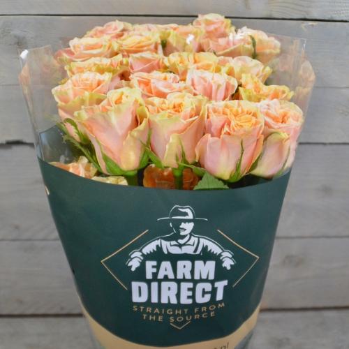 Rosa grootbloemig overig