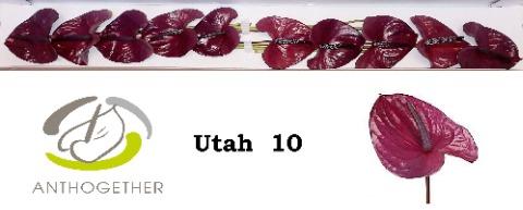 Anthurium (Andreanum Grp) Utah