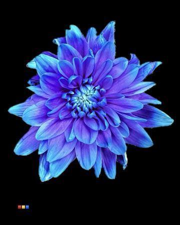 Chrysanthemum Indicum Grp tros kas kleurbehandeld H%
