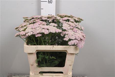 Achillea millefolium 'Lilac Beauty'