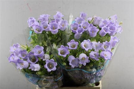 Campanula medium 'Champion Lavender'
