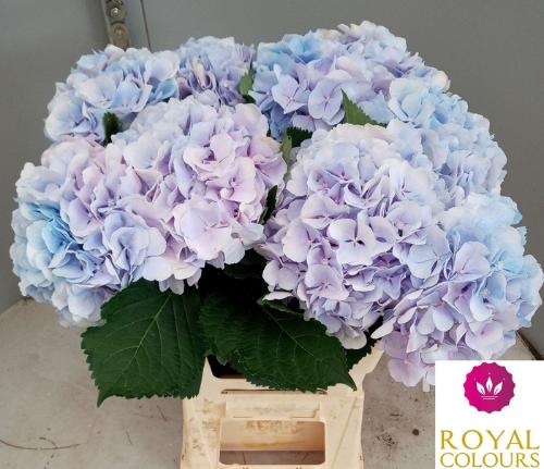 Hydrangea macrophylla 'Verena' (blauw)