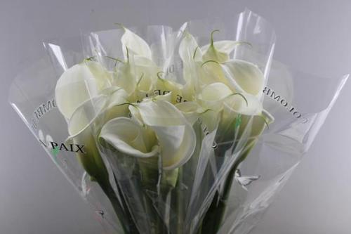 Zantedeschia aethiopica 'Colombe de la Paix'