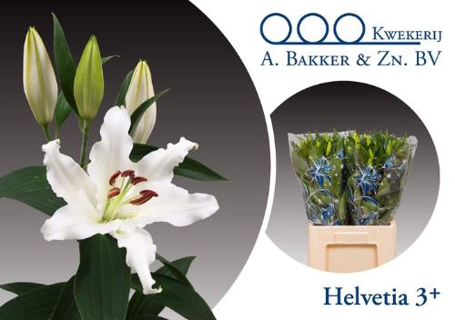 Lilium Oriental Grp 'Helvetia'