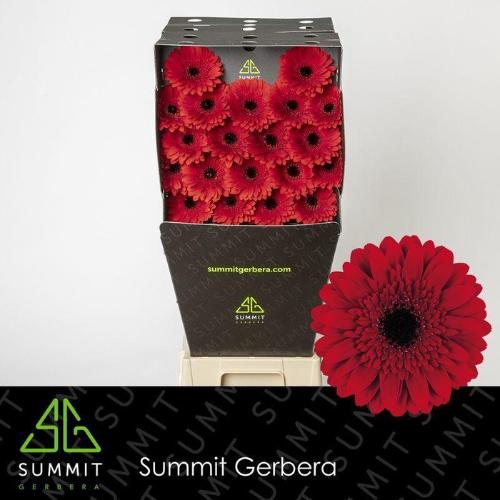 Gerbera mini 'Masserati'
