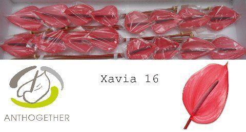 Anthurium (Andreanum Grp) Xavia