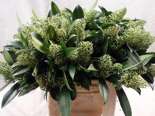 Skimmia per bos confusa 'Kew Green'