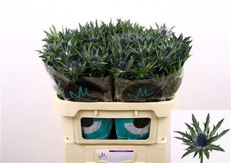 Eryngium Orion Questar