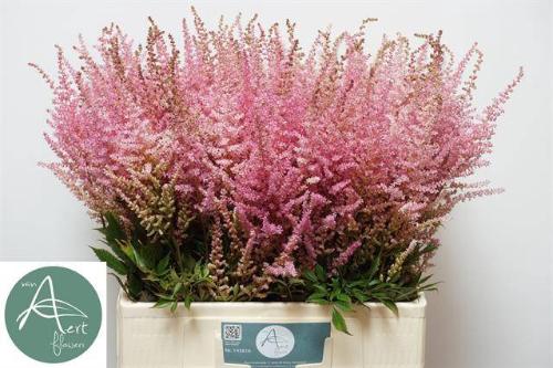 Astilbe chinensis 'Romanze'