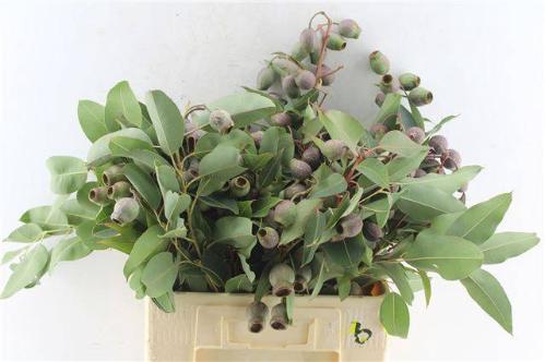 Eucalyptus overig met bes