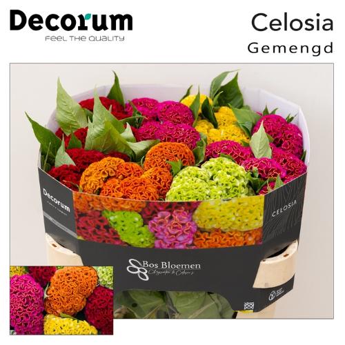 Celosia argentea (Crisgrp) Act gemengd in fust