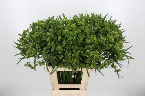 Cyperus glaber