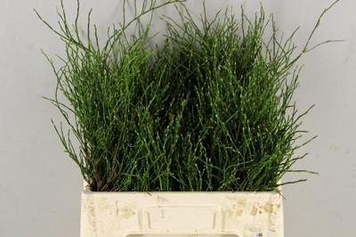 Vaccinium myrtillus per bos