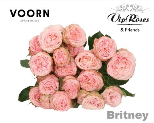 Rosa tros Britney