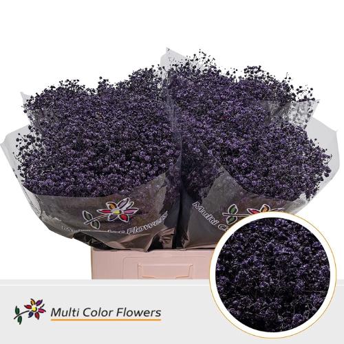 Gypsophila overig kleurbehandeld H%