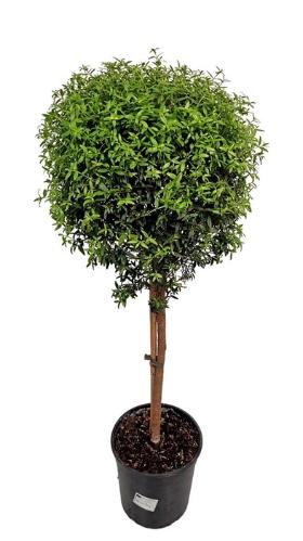 Myrtus communis